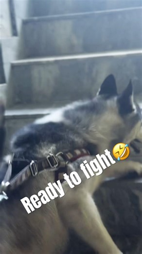 Always ready for a fight 😅 #viralreels #husky #siberianhusky #trendingshorts #dog #viral #shorts