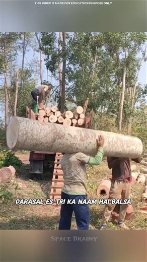 The world's lightest wood! 😲 #shorts