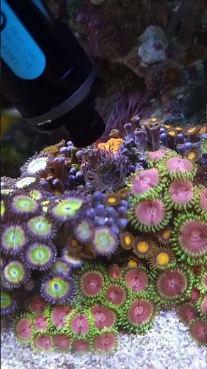 ITC Reef Delete Zapping Aiptasia (reef tank)