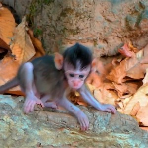 101K views · 1.9K reactions | Unexpected..!_ Tiniest Baby Monkey Asks For Mother_s Milk Not Allowed Also S-cream C-ries S-eizures | Monkey BC | Facebook