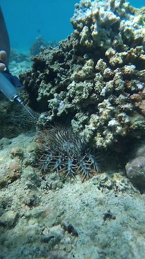 Protect Coral Reefs: Control Crown-of-Thorns Starfish