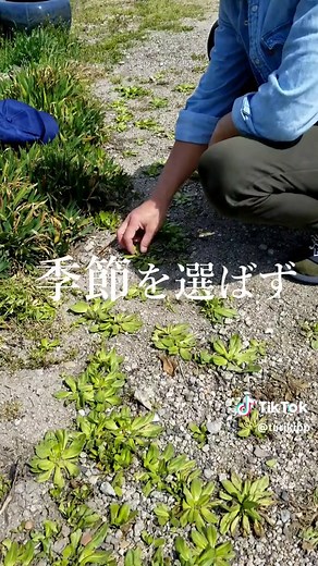 【雑草撲滅】草取りが楽しくなる！おすすめガーデングッズ #草取り #庭仕事 #草むしり #お庭 #庭のある暮らし #庭業界の話題