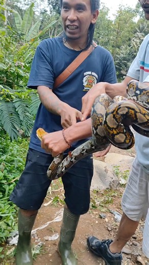 How to uncoil a python #snake #bigsnake #tutorial