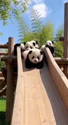 #panda #pandababy #CuteAnimals #FunnyAnimals #パンダ