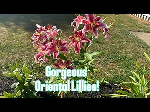 Oriental Lilies: Care, Differences, & Tour!