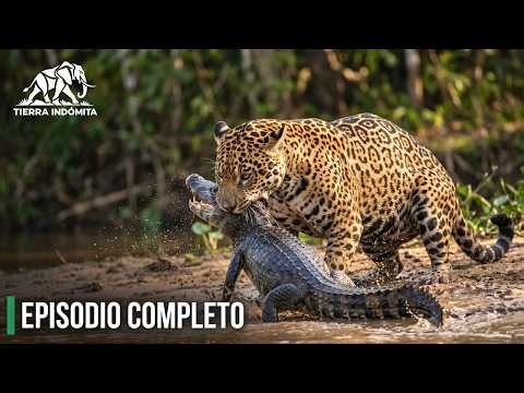 AMAZONÍA SALVAJE | La Selva Que Nunca Duerme (Episodio Completo) | Documental