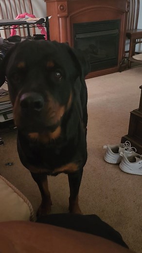 Just sassy for no reason. Saturday morning at the Bowens house | Stephanie Doyle Bowens