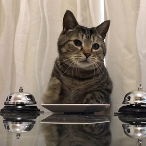Most people believe that cats can't be trained. We're here to let you know that not only is it possible, it's relatively easy! 👩‍🏫😸 | The Pet Collective