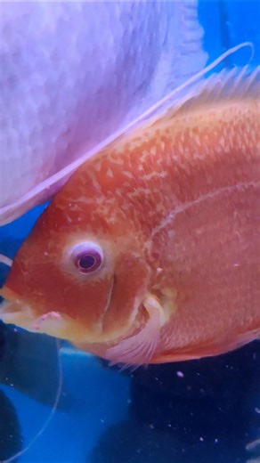 The Most Vibrant Cichlid! Red Spotted Severum #RedSpottedSeverum #SeverumCichlid #MonsterFish #Fish