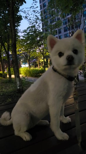 손악수까지 해주는 매너강아지 콩순이🐾🤝