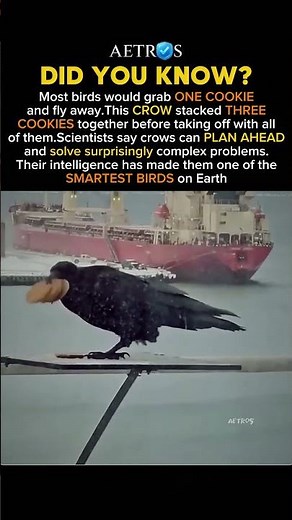 The Crow That Outsmarted Everyone #history #facts