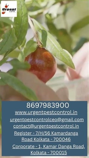 Urgent Pest Control Services India Pvt Ltd