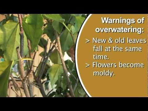 Signs of Over Watering Plants