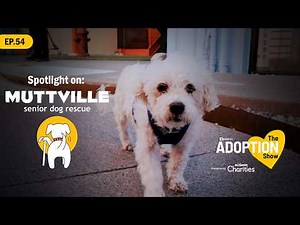 Never Too Late for Love | Muttville Senior Dog Rescue | The Adoption Show Ep. 54