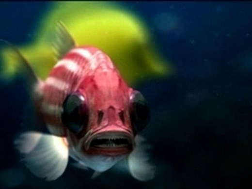 The Chemical Brothers - The salmon dance