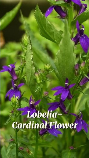 Medicinal, Historical & Evolutionary History of Lobelia (Cardinal Flower) with Ike!