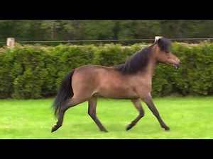 2020 SCOTT CREEK AWESOME KNIGHT