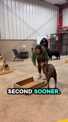 Australian Shepherd, Boxer, & German Shepherd Training Night🩵🩷
