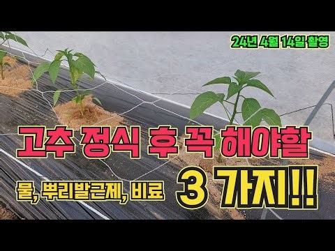 고추 정식 후 꼭 해야할 3가지!! 고추 활착 100% 고추 농사 잘 짓는 법!