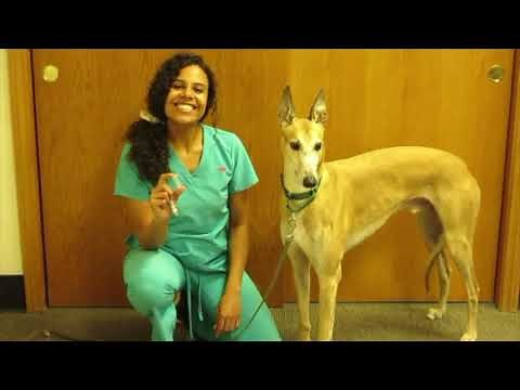 Dr. Dodds' NutriScan Test for Dogs