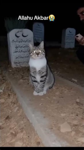 Cat Saying Allah hu akbar | Cat videos | islamic videos