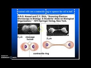 Cellular Cycle & Cellular Reproduction Bio 101