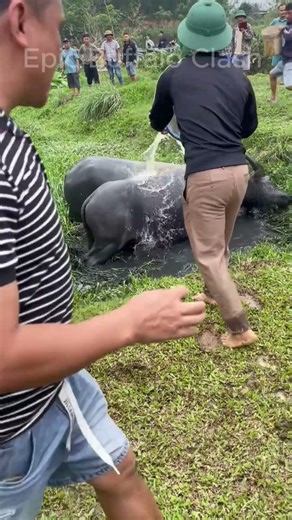 The classic buffalo battle – Two giants butting heads in the field!