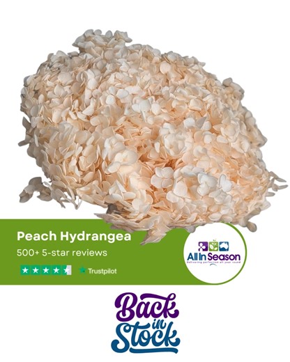 Peach Hydrangea is back and it is devine! Jump online before they are gone: https://www.allinseason.com.au/dried-preserved/hydrangea/ . #driedflowerwholesale #preservedhydrangea #allinseasonflowers #divine | All InSeason Pty Ltd