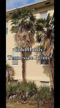 The Majestic and Cold Hardy Windmill Palm