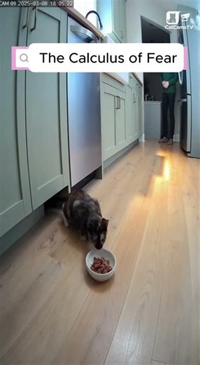 Cat Guards the Ghost of Its Cardboard Home | Real Night CCTV Memory 🐈‍⬛📦 #Shorts