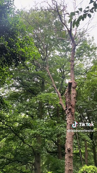 Tree Surgery Day with MC Devvo: Behind the Scenes