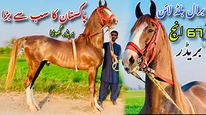 67 inch Breeder Desi Ghoa | Baral line | Pind 34