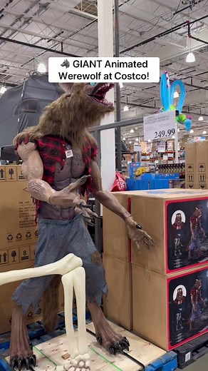 🐺 GIANT 7-foot Animated Werewolf at Costco! This is SO FUN! It features an animated head, mouth, and body with light up eyes and eerie sound effects! 🎃 Use it indoors or outdoors. ($249.99) #costco #halloweendecor #halloweendecorations #werewolf