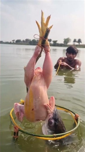 Making a Chicken Fish Trap For Catching a Big Pangaious Fish