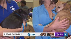 Pets Of The Week: Meet Jessie and Frankie