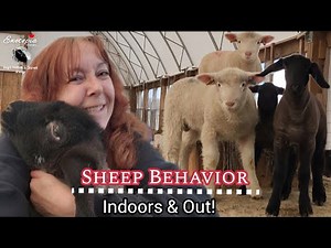 SHEEP PSYCHOLOGY | Why Do Sheep & Predators Behave The Way They Do?