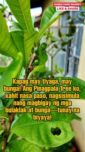 4.4K views · 78 reactions | Miracle Fruit o Pinagpala Tree Ang Miracle Fruit (Synsepalum dulcificum) o tinatawag ding Pinagpala Tree ay may pwede din itanim sa paso lang. | Kabayang Manny | Facebook