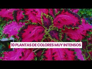 10 PLANTAS DE HOJAS COLORIDAS PERFECTAS PARA TU JARDÍN Jardín Diaz