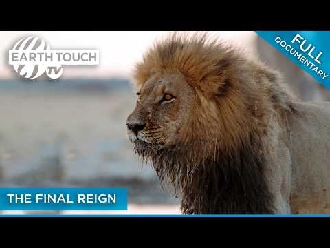 Can These Lions Survive the Deadliest Dry Season? | Full Documentary (Part 2)