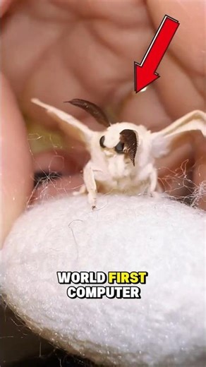 This Insect Changed Computer History Forever