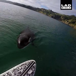 Imagine being on a paddleboard and suddenly seeing this... 😱🐋 | LADbible