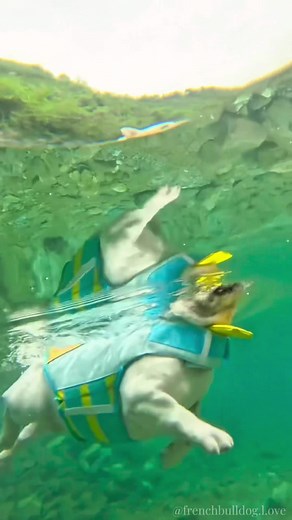 Incredible First-Time Swimming Skills of a French Bulldog
