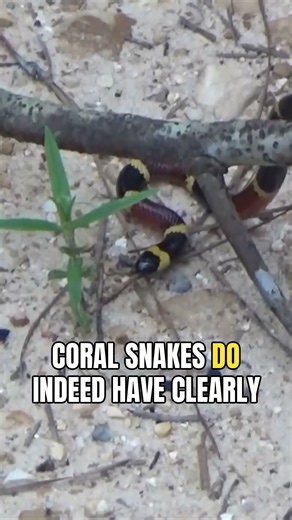 Educator details why red touching yellow marks the venomous eastern coral snake.