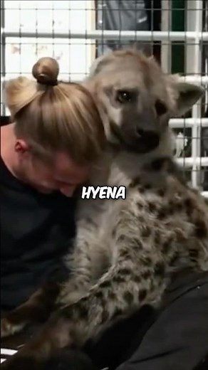 Hyenas as Pets? The Surprising Truth About Domesticated Hyenas