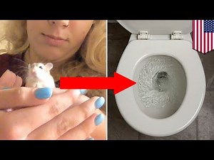 College girl says Spirit Airlines told her to flush her emotional support hamster - TomoNews
