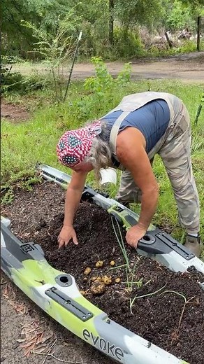 Digging POTATOES