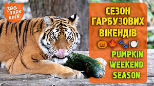 Сезон гарбузових вікендів у КиївЗоо! 🦁🐯🐺🦡 Відкривати гарбузовий сезон будуть мешканці Острову звірів. До частувань також доєднаються наші носухи та єноти 🐾 ____________________________ Pumpkin Weekend Season at Kyiv Zoo! 🎃🍂🧡 The residents of the Island of Animals will open the pumpkin season. Our coati and raccoons will also join the treats 🐾 | Київський зоологічний парк загальнодержавного значення