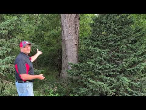 Farmstead Forest: Pros and cons of silver maples on the farm