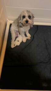 30K views · 1.1K reactions | Update on Sugars baby Stella | Candy Red LLC | Facebook