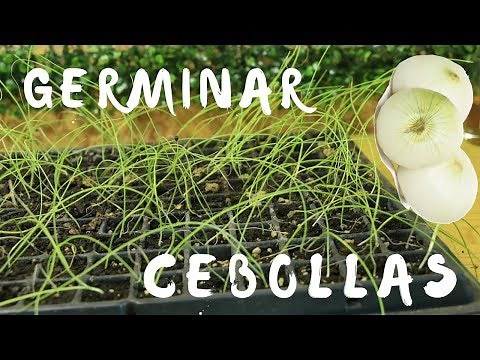 COMO GERMINAR CEBOLLAS || SEMBRAR CEBOLLAS